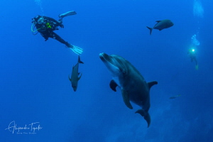 Dolphin with Divers and Jacks, San Benedicto Island México by Alejandro Topete 